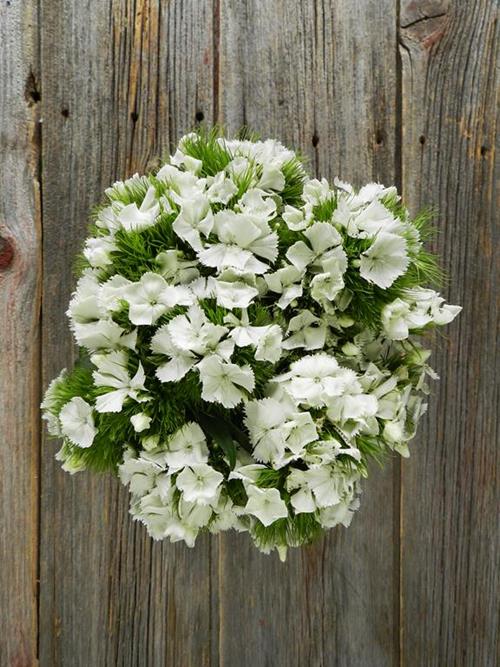 WHITE DIANTHUS